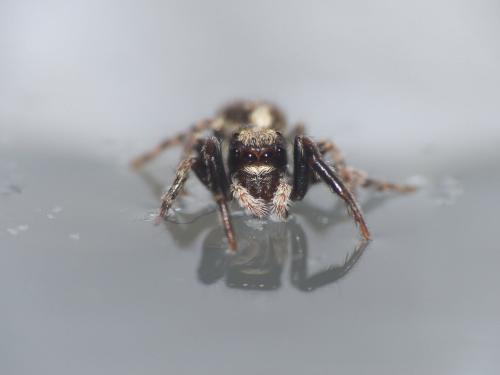 Pseudeuophrys lanigera